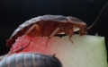 Krásná minutka detail Blaptica dubia adult a semiadult na melounu