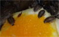 Mláďata švábů na pomeranči