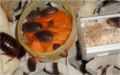 Blaptica dubie a bohatá nabídka potravy mrkev směs pro rybičky rohlík chléb suchá směs Blaberus